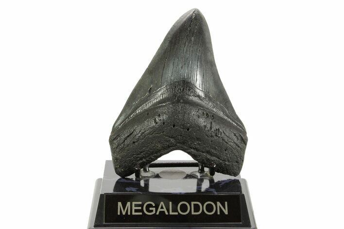 Fossil Megalodon Tooth - South Carolina #367927
